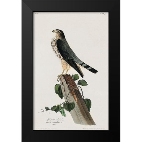 Le Petit Caporal Black Modern Wood Framed Art Print by Audubon, John James