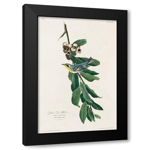 Yellow Throated Warbler Black Modern Wood Framed Art Print by Audubon, John James