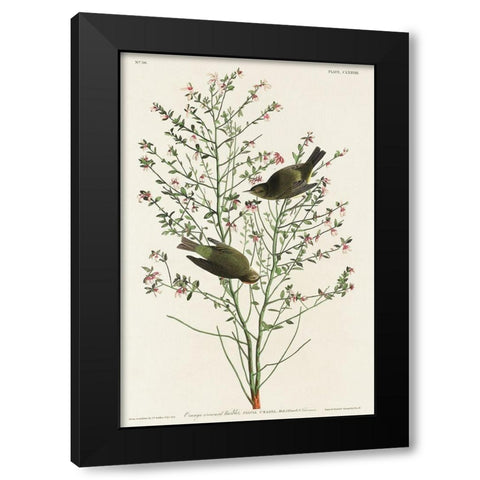 Orange-crowned Warbler Black Modern Wood Framed Art Print by Audubon, John James