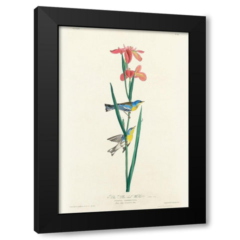 Blue Yellow back Warbler Black Modern Wood Framed Art Print with Double Matting by Audubon, John James