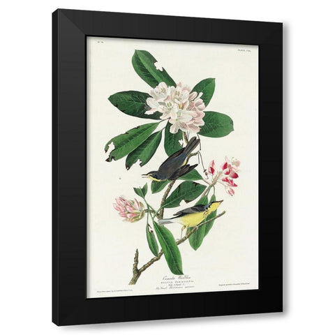 Canada Warbler Black Modern Wood Framed Art Print with Double Matting by Audubon, John James