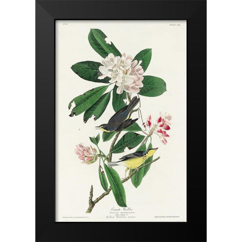Canada Warbler Black Modern Wood Framed Art Print by Audubon, John James