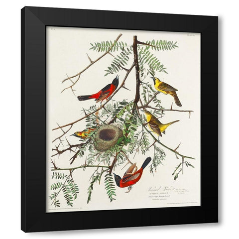 Orchard Oriole Black Modern Wood Framed Art Print with Double Matting by Audubon, John James