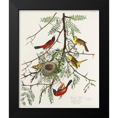 Orchard Oriole Black Modern Wood Framed Art Print by Audubon, John James