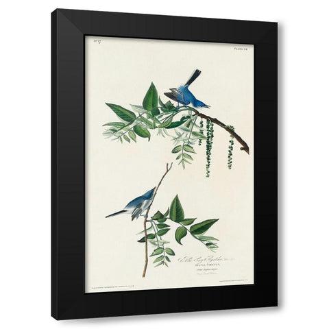 Blue-Grey Fly-catcher Black Modern Wood Framed Art Print by Audubon, John James