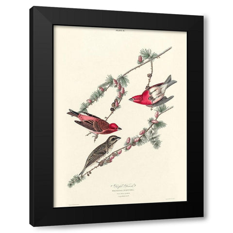 Purple Finch Black Modern Wood Framed Art Print with Double Matting by Audubon, John James