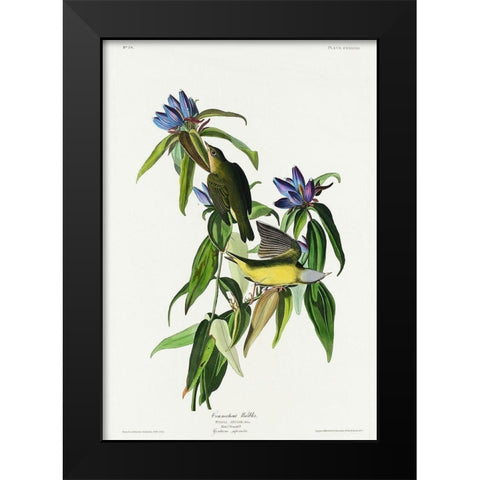 Connecticut Warbler Black Modern Wood Framed Art Print by Audubon, John James