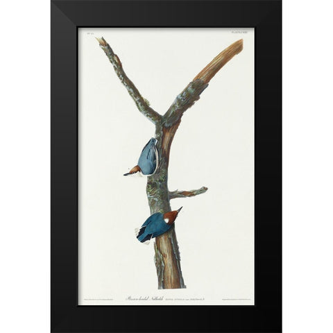 Brown-headed Nuthatch Black Modern Wood Framed Art Print by Audubon, John James