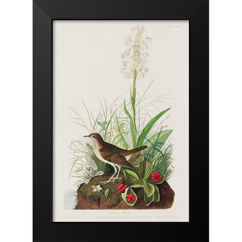 Tawny Thrush Black Modern Wood Framed Art Print by Audubon, John James