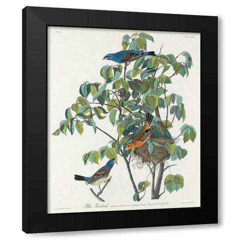 Blue Grosbeak Black Modern Wood Framed Art Print with Double Matting by Audubon, John James