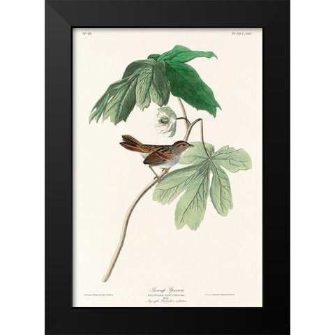 Swamp Sparrow Black Modern Wood Framed Art Print by Audubon, John James