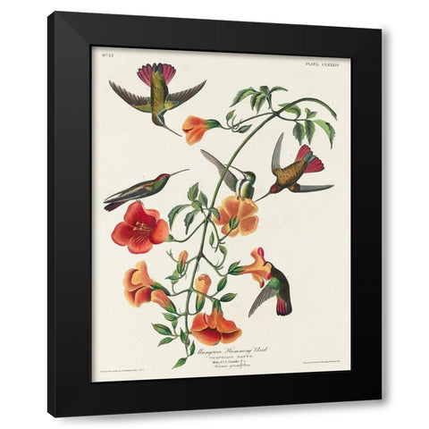 Mango Hummingbird Black Modern Wood Framed Art Print by Audubon, John James