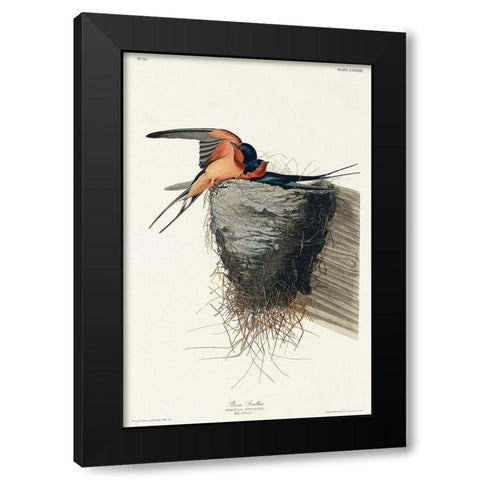 Barn Swallow Black Modern Wood Framed Art Print by Audubon, John James