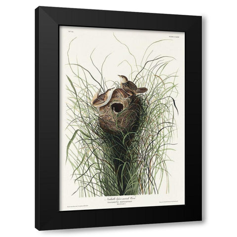 Nuttalls lesser-marsh Wren Black Modern Wood Framed Art Print by Audubon, John James