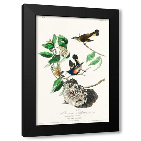 American Redstart Black Modern Wood Framed Art Print by Audubon, John James