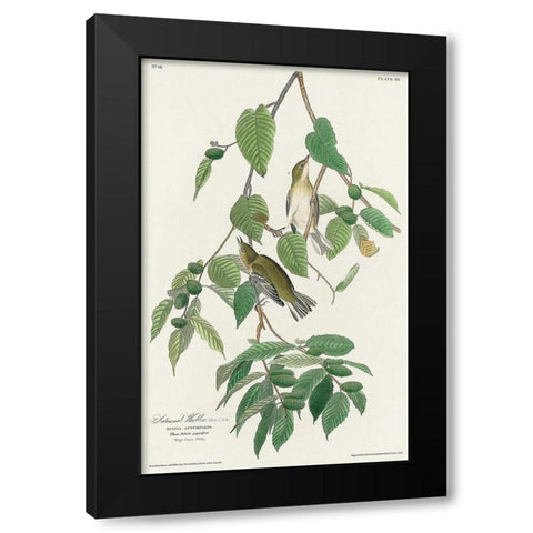 Autumnal Warbler Black Modern Wood Framed Art Print with Double Matting by Audubon, John James