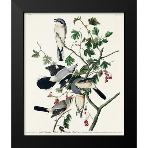 Great cinereous Shrike, or Butcher Bird Black Modern Wood Framed Art Print by Audubon, John James
