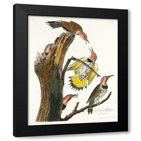 Golden-winged Woodpecker Black Modern Wood Framed Art Print with Double Matting by Audubon, John James