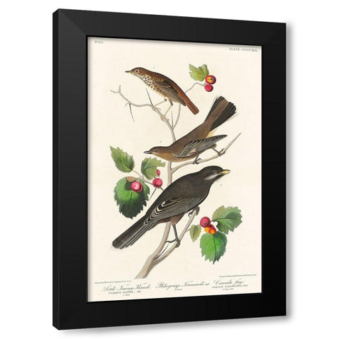 Little Tawny Thrush, Ptiliogonys Townsendi and Canada Jay Black Modern Wood Framed Art Print with Double Matting by Audubon, John James