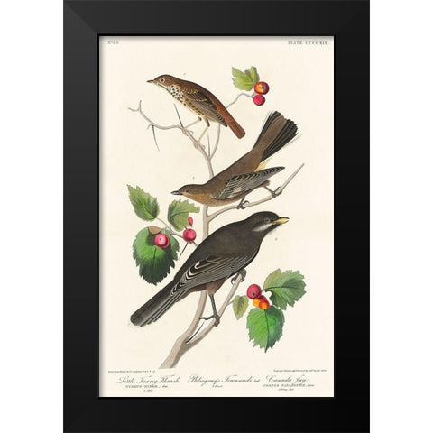 Little Tawny Thrush, Ptiliogonys Townsendi and Canada Jay Black Modern Wood Framed Art Print by Audubon, John James