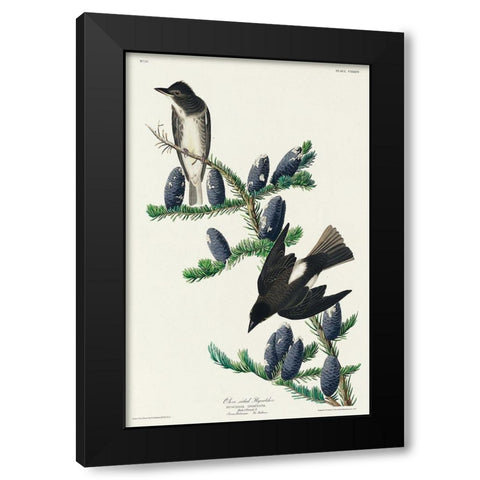 Olive sided Flycatcher Black Modern Wood Framed Art Print by Audubon, John James