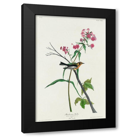 Blackburnian Warbler Black Modern Wood Framed Art Print by Audubon, John James