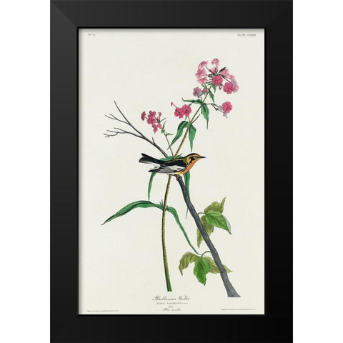 Blackburnian Warbler Black Modern Wood Framed Art Print by Audubon, John James