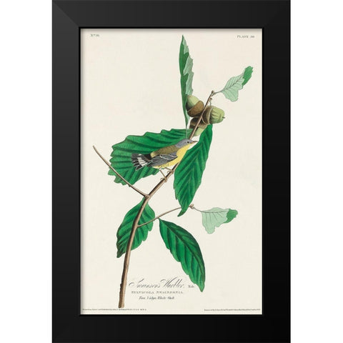 Black and Yellow Warbler Black Modern Wood Framed Art Print by Audubon, John James