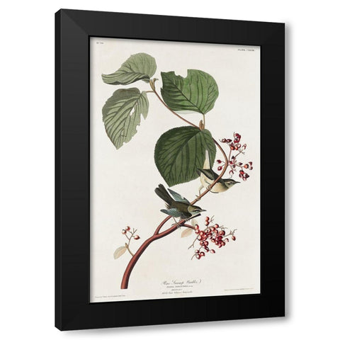 Pine Swamp Warbler Black Modern Wood Framed Art Print by Audubon, John James