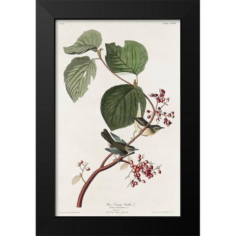 Pine Swamp Warbler Black Modern Wood Framed Art Print by Audubon, John James
