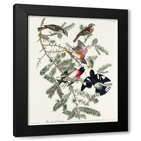 Rose-breasted Grosbeak Black Modern Wood Framed Art Print by Audubon, John James