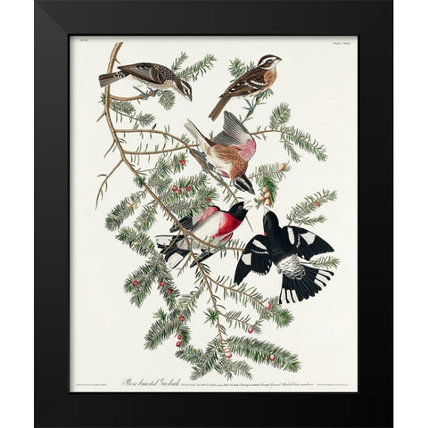Rose-breasted Grosbeak Black Modern Wood Framed Art Print by Audubon, John James