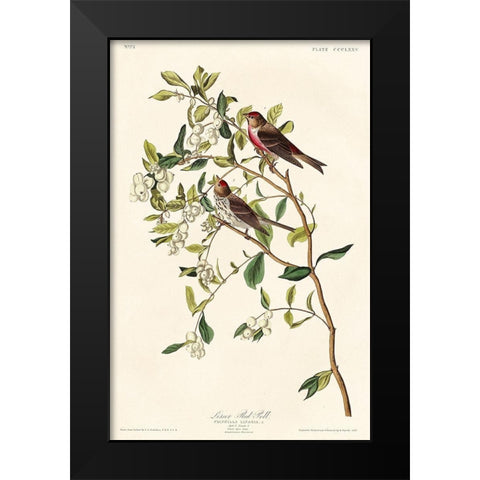 Lesser Red-Poll Black Modern Wood Framed Art Print by Audubon, John James