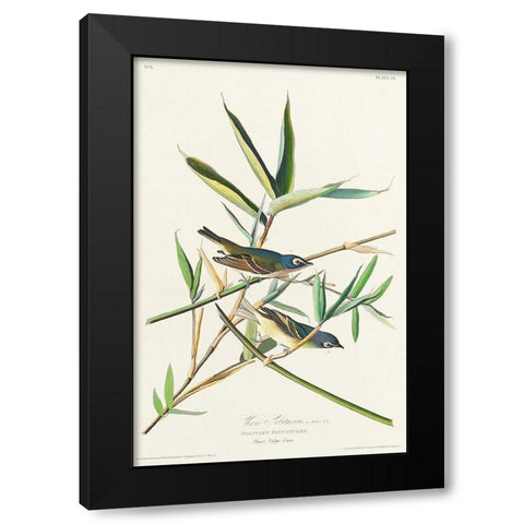 Vireo Solitarius Black Modern Wood Framed Art Print by Audubon, John James