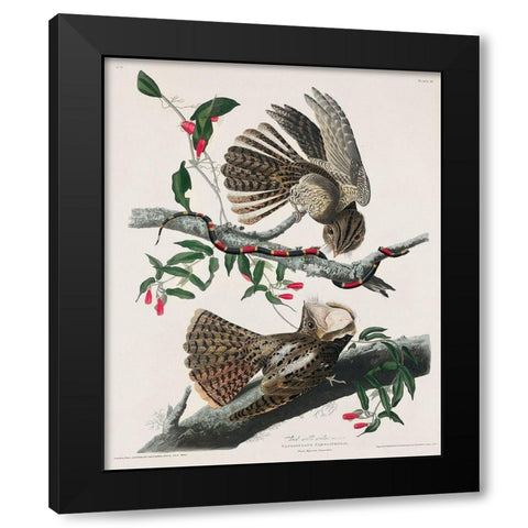Chuck-wills Widow  Black Modern Wood Framed Art Print with Double Matting by Audubon, John James