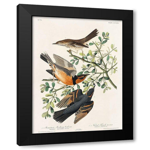 Mountain Mocking bird and Varied Thrush Black Modern Wood Framed Art Print with Double Matting by Audubon, John James