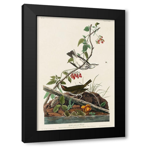 Golden-crowned Thrush Black Modern Wood Framed Art Print by Audubon, John James