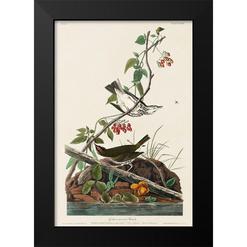 Golden-crowned Thrush Black Modern Wood Framed Art Print by Audubon, John James
