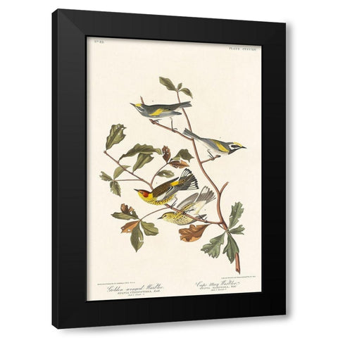 Golden-winged Warbler and Cape May Warbler Black Modern Wood Framed Art Print with Double Matting by Audubon, John James