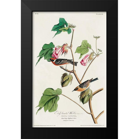 Bay-breasted Warbler Black Modern Wood Framed Art Print by Audubon, John James