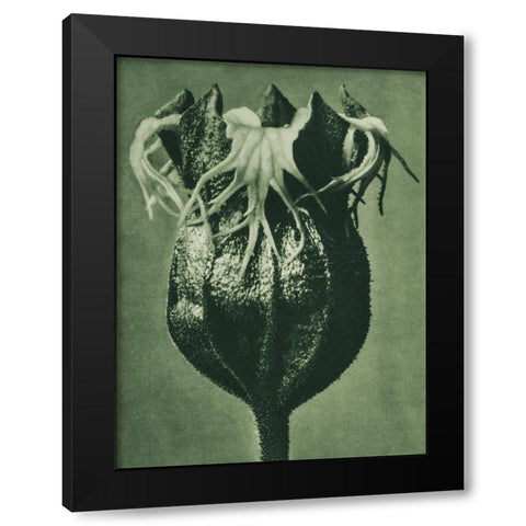 Tellima randiflora (Fringe Cups) Black Modern Wood Framed Art Print by Blossfeldt, Karl