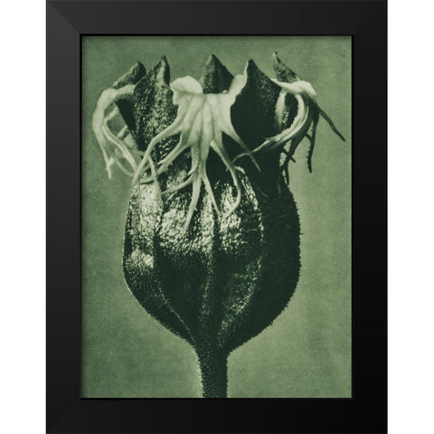 Tellima randiflora (Fringe Cups) Black Modern Wood Framed Art Print by Blossfeldt, Karl
