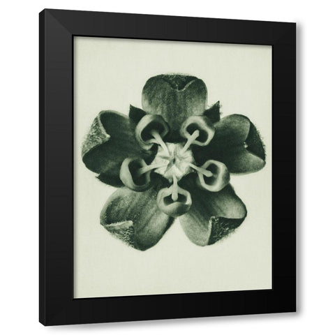 Asclepias Syriaca (Common Milkweed) Black Modern Wood Framed Art Print with Double Matting by Blossfeldt, Karl