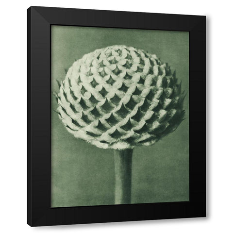 Cephalaria (Small Teasel) Black Modern Wood Framed Art Print with Double Matting by Blossfeldt, Karl