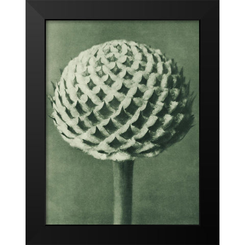 Cephalaria (Small Teasel) Black Modern Wood Framed Art Print by Blossfeldt, Karl