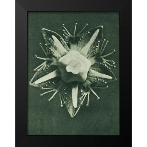 Parnassia palustris (Marsh Grass of Parnassus) Black Modern Wood Framed Art Print by Blossfeldt, Karl