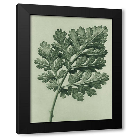 Chrysanthemum parthenium (Feverfew chrysanthemum) Black Modern Wood Framed Art Print by Blossfeldt, Karl
