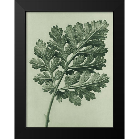 Chrysanthemum parthenium (Feverfew chrysanthemum) Black Modern Wood Framed Art Print by Blossfeldt, Karl