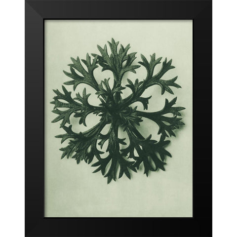 Saxifraga Willkommniana (Willkomms Saxifrage) Black Modern Wood Framed Art Print by Blossfeldt, Karl