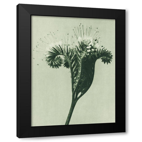 Phacelia tanacetifolia (Lacy Phacelia) Black Modern Wood Framed Art Print by Blossfeldt, Karl